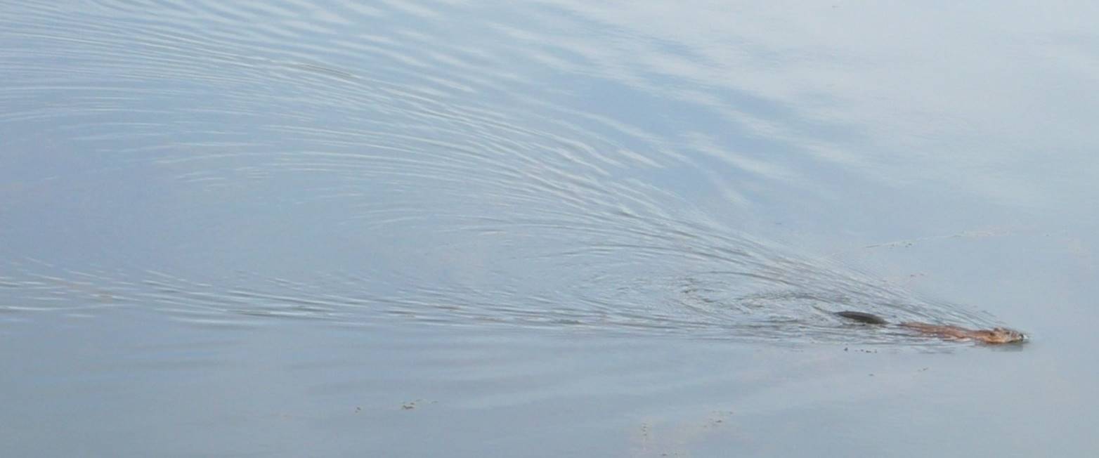 A body of water

Description automatically generated