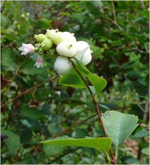 SnowBerry.JPG